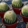 Golden Barrel Cactus