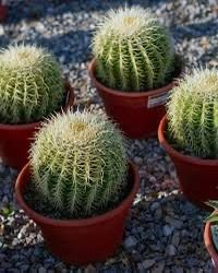 Golden Barrel Cactus