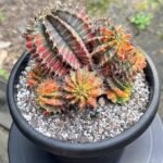 Golden Barrel Cactus