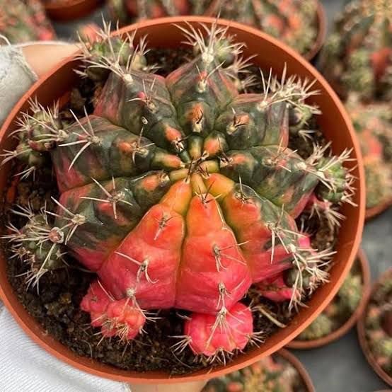 Golden Barrel Cactus