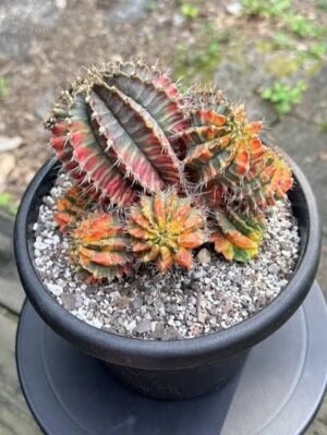 Golden Barrel Cactus