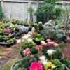 Rare Cactus Collection