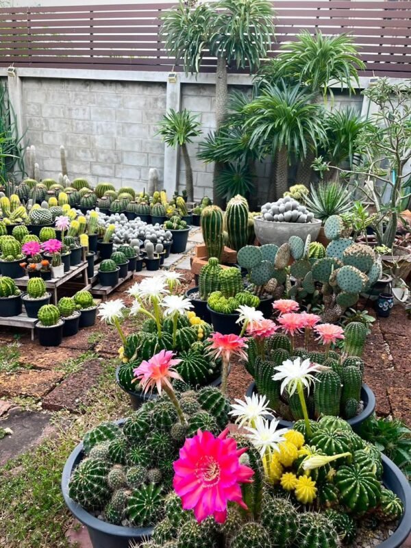 Rare Cactus Collection