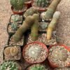 Indoor cactus plants Indoor cactus plants