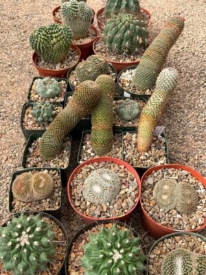 Indoor cactus plants