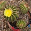 Premium Cactus