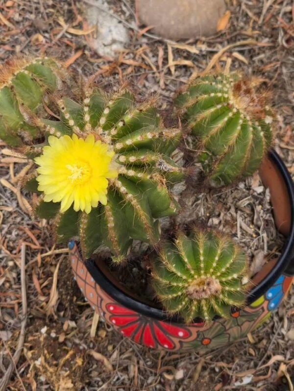 Premium Cactus