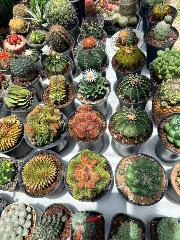 Rare Cactus Collection