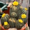 Premium Cactus