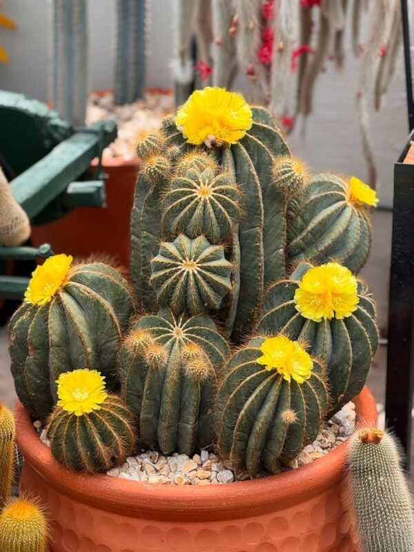 Premium Cactus