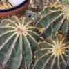 Premium Cactus
