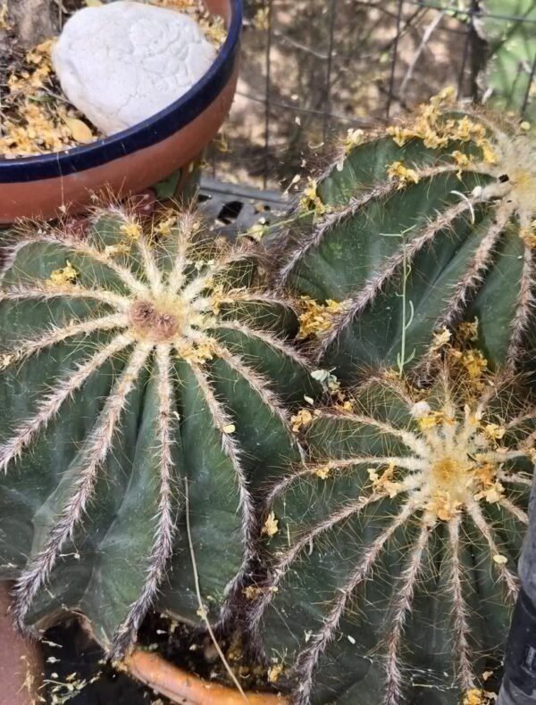 Premium Cactus