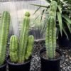 Columnar Cactus
