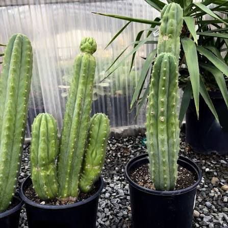 Columnar Cactus