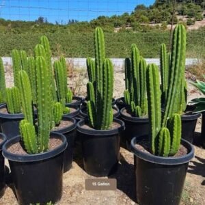 Columnar Cactus