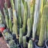 Columnar Cactus