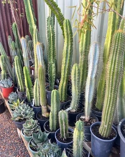 Columnar Cactus