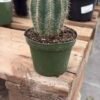 Columnar Cactus
