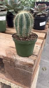 Columnar Cactus