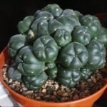 cactus plants for sale