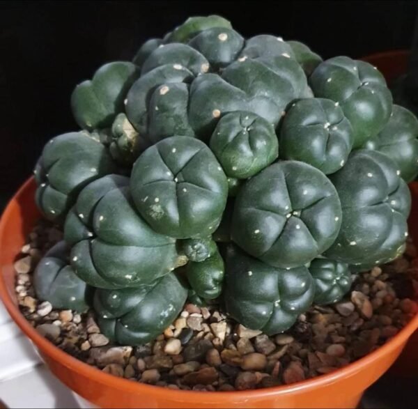 cactus plants for sale