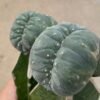 Peyote Cactus (Lophophora williamsii)