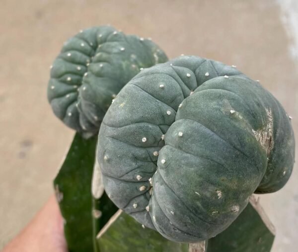Peyote Cactus (Lophophora williamsii)