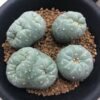 Peyote Cactus (Lophophora williamsii)