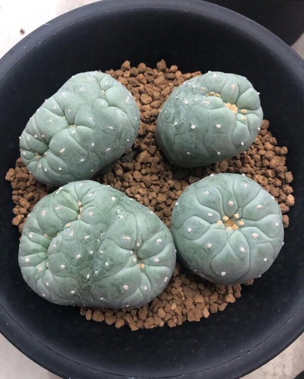 Peyote Cactus (Lophophora williamsii)