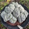 Peyote Cactus (Lophophora williamsii)