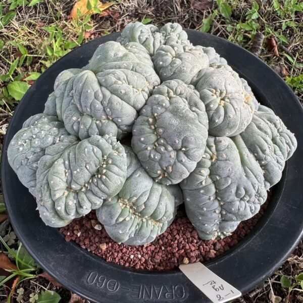 Peyote Cactus (Lophophora williamsii)