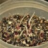 Mixed Cactus Seeds