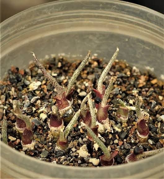 Mixed Cactus Seeds