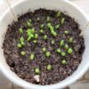 Mixed Cactus Seeds