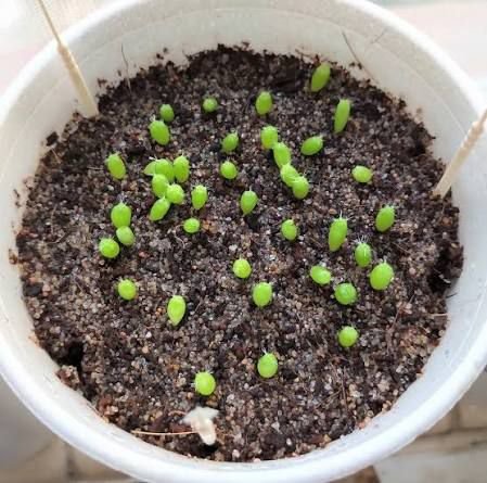 Mixed Cactus Seeds
