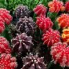 Moon Cactus