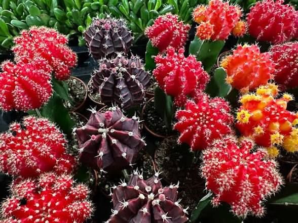 Moon Cactus
