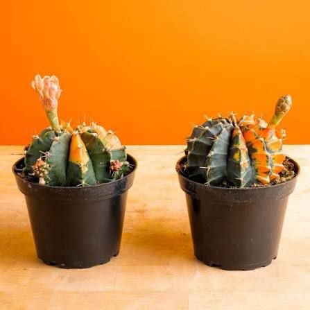Moon Cactus