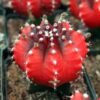 Moon Cactus