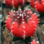 Moon Cactus