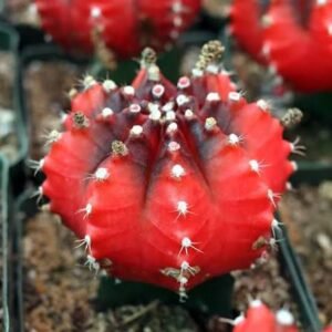 Moon Cactus
