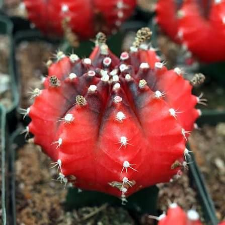 Moon Cactus