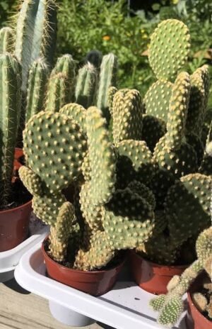 🌵 Bunny Ear Cactus
