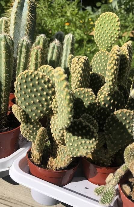 🌵 Bunny Ear Cactus
