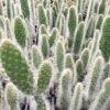Old Man Cactus