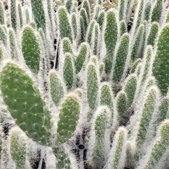 Old Man Cactus