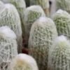 Old Man Cactus