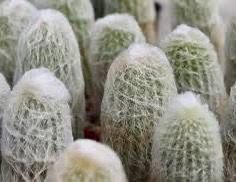 Old Man Cactus
