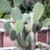 Old Man Cactus