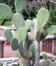 Old Man Cactus